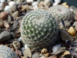 Mammillaria perbella Rep 2060