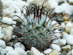 Mammillaria perezdelarosae