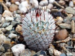 Mammillaria perezdelarosae v. andersoniana KPP 1353