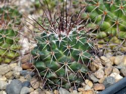 Mammillaria pettersonii L 1357