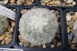 Mammillaria plumosa