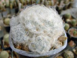 Mammillaria plumosa v. Icamol