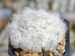 Mammillaria plumosa v. Icamol