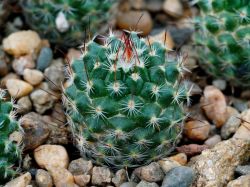 Mammillaria pseudocrucigera P 491