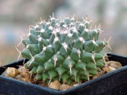 Mammillaria pseudocrucigera P 491
