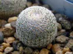 Mammillaria pseudoperbella