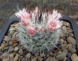 Mammillaria ritteriana