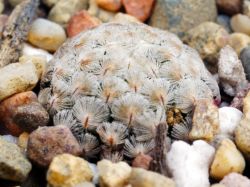 Mammillaria sanchez-mejoradae