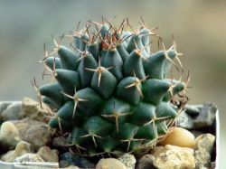 Mammillaria sempervivi SB 91