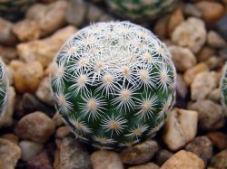 Mammillaria solisioides