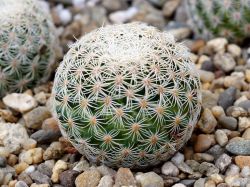 Mammillaria solisioides