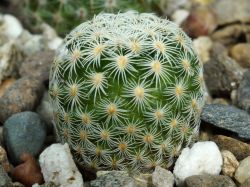 Mammillaria solisioides L 671