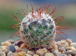 Mammillaria stella-de-tacubaya P 307
