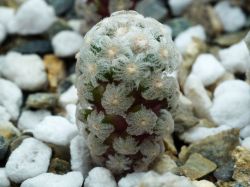Mammillaria theresae