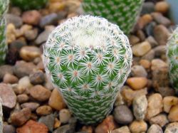 Mammillaria tlalocii FO 229