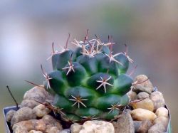 Mammillaria uncinata