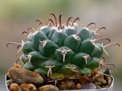 Mammillaria uncinata
