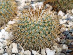 Mammillaria vaupelii Rog 138