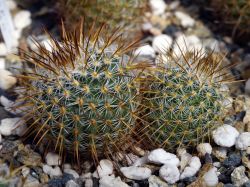 Mammillaria vaupelii Rog 138 Двухголовый