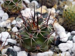 Mammillaria wagneriana L 1529