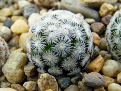 Mammillaria wolschlageri SB 1965