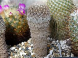 Mammillaria wolschlageri SB 1965