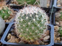 Mammillaria zeyeriana SB 445