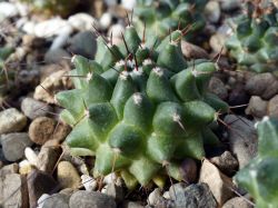 Mammillaria zuccariniana Rog 116
