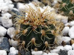 Matucana aureiflora KK 776