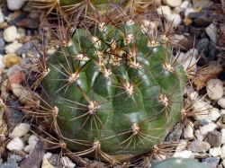 Matucana celendinensis KK 1039