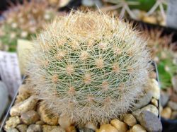 Matucana haynei v. grandiflora KK 1548