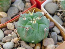 Matucana madisoniorum v. asterium KK 1766