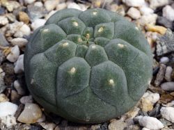 Matucana madisoniorum v. asterium KK 1766