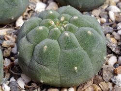 Matucana madisoniorum v. asterium KK 1766