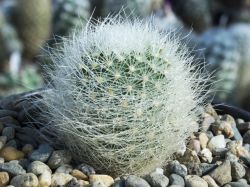 Matucana roseoalba L 173