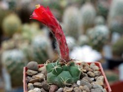 Matucana tarapotensis KK 1602