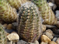 Mediolobivia friedrichiana WR 646