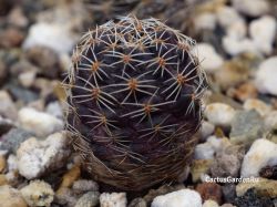 Mediolobivia iscayachensis WR 909