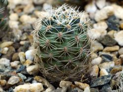Mediolobivia nigricans v. albispina AW 36