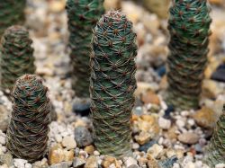 Mediolobivia nigricans v. carmeniana WR 690