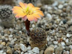 Mediolobivia pygmaea 'haagei' v. pallida WR 645