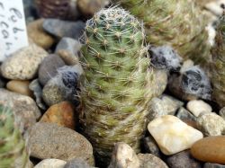 Mediolobivia rutiliflora FR 1113