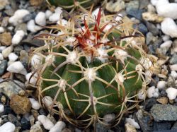 Melocactus canescens IDD 2061