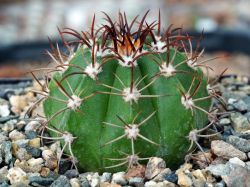 Melocactus matanzanus