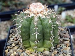 Melocactus matanzanus