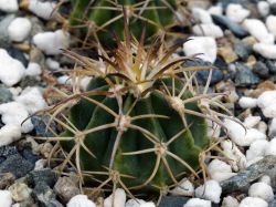 Melocactus peruvianus GM 2040