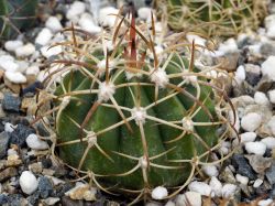 Melocactus peruvianus RH 5251