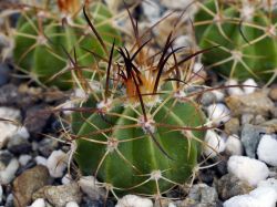 Melocactus zehntneri HU 483