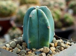 Myrtillocactus geometrizans