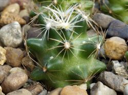 Neobesseya asperispina GL 46